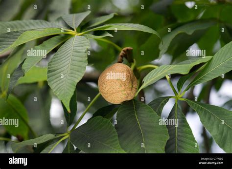 AESCULUS FLAVA Horse-chestnut chestnut Sweet Buckeye North-Amerika ...