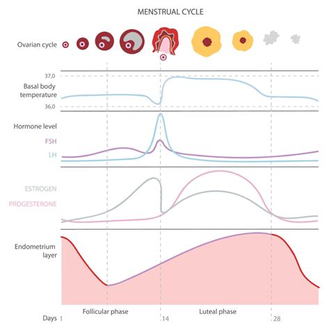 Get Pregnant Faster with Ovulation Tracking: The Basics of Fertility Charting