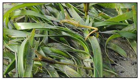 Lamon, Enhalus acoroides, EEL GRASS, Hai chang pu: Philippine Medicinal ...