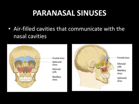 Ppt Nasal Cavity Paranasal Sinuses Powerpoint Presentation Id | The Best Porn Website