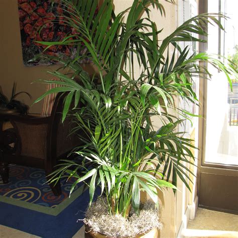 Types of Indoor Palm Plants to Grow