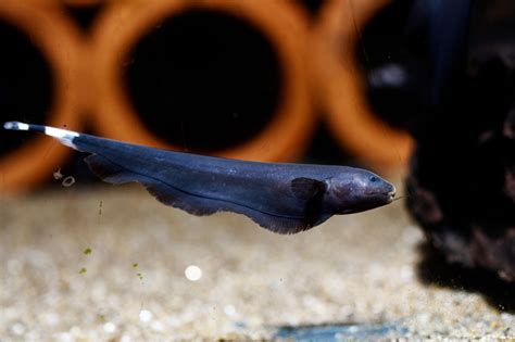 Black Ghost Knifefish: The Complete Care And Breeding Guide - Fishkeepingfans.com