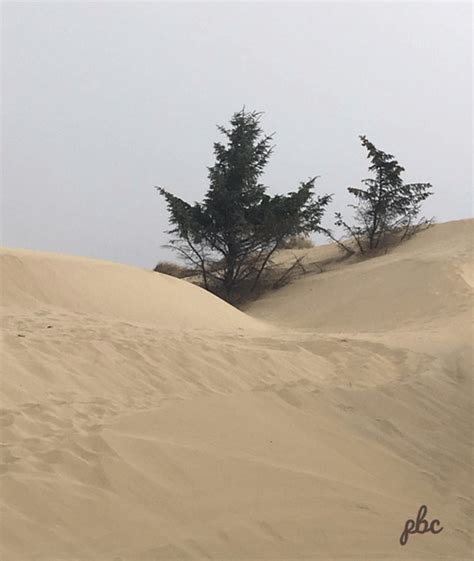 Sand Dunes of Florence Oregon | Plum Bird Corner