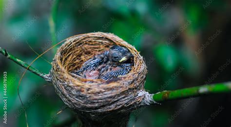 Newborn bird in the nest close up. A small little bird in the nest ...