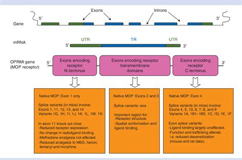 Figure 2 from Opioid receptor subtypes: fact or artifact? | Semantic ...