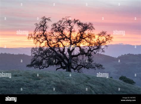 Oak tree silhouette hi-res stock photography and images - Alamy