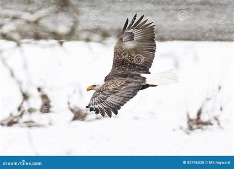 Wild American Bald Eagle in Flight Over the Snow in Washington S Stock Photo - Image of eagle ...