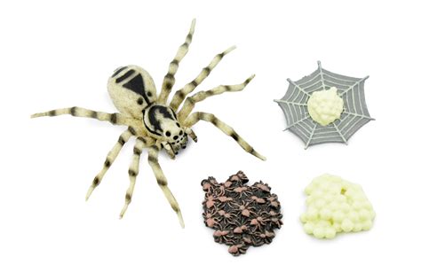 Spider, Life Cycle of a Wolf Spider, 4 Stages, Museum Quality, Hand ...