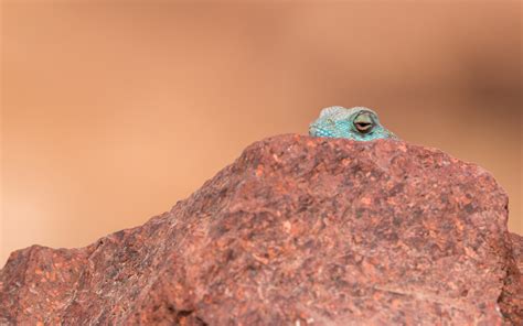 8 awesome pictures of wildlife in Israel's desert region - ISRAEL21c