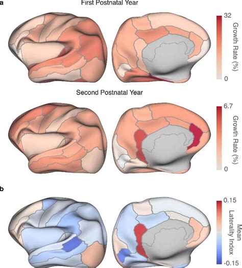 A New Collection of Human Brain Atlases That Chart Postnatal Development - Neuroscience News