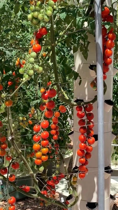 agrotonomy on Instagram: Our favorite tomato varieties to grow on an aeroponic Tower Garden 🍅 # ...