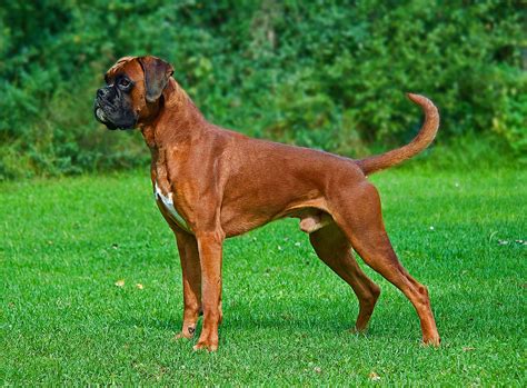 Boxer Dog Might Be the Right Breed for You. Here is the information ...