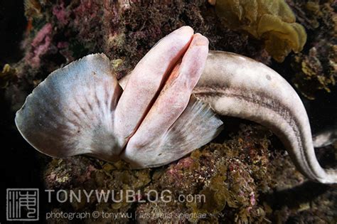 Whitespotted Bamboo Shark Mating | Chiloscyllium plagiosum