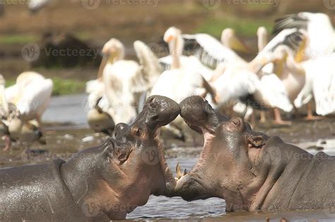 Hippos fighting 718407 Stock Photo at Vecteezy