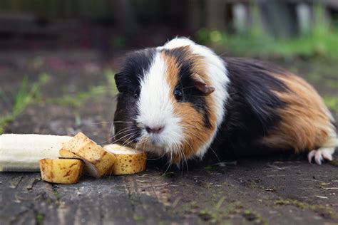 Guinea Pigs Diet and Vitamin C Requirements