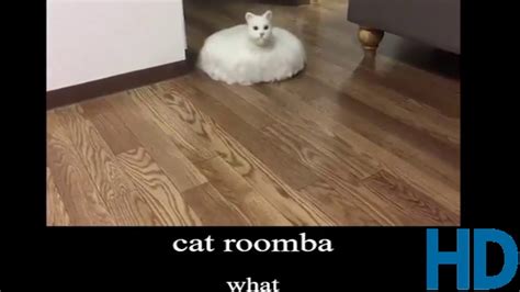 Cat Roomba (HD + 144p) - YouTube