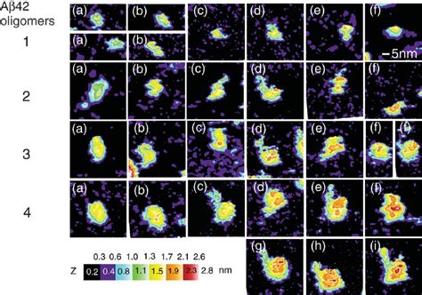 Soluble oligomers arrayed by size and height. The soluble oligomers... | Download Scientific Diagram