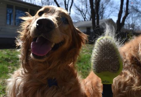 FURminator Dual Brush Review - Welcome to the Family!