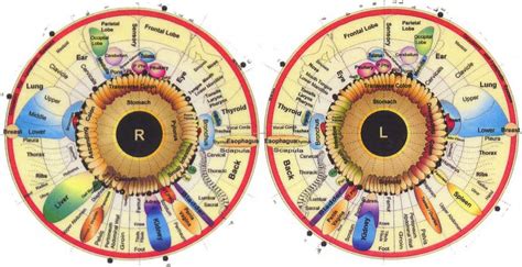 12 Best iridology charts+Left Eye chart+Right Eye Chart - MAIKONG ...