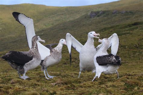 Albatross island must wait for restoration - UKOTA