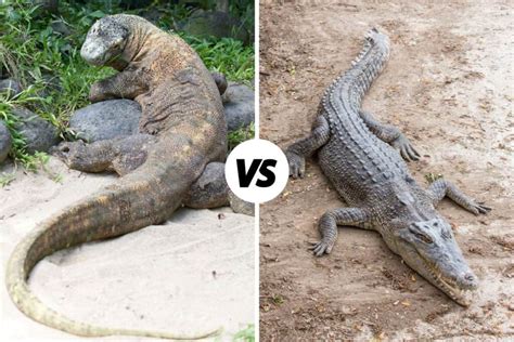 Komodo Dragon vs Crocodile: Differences And Similarities