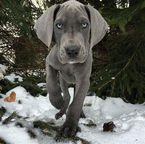 Blue Great Dane puppy | Dane dog, Great dane dogs, Dane puppies