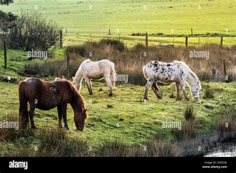 Iconic wild Bodmin Ponies grazing on Bodmin Moor in Cornwall Stock ...