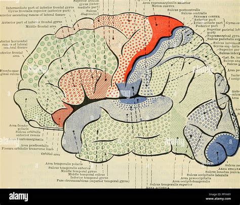 Gyrus cinguli hi-res stock photography and images - Alamy