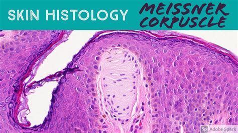 Skin Histology: Meissner Corpuscle (tactile corpuscle) - YouTube