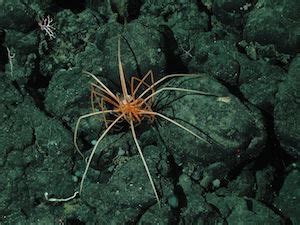 Sea Spider | Overview & Classification | Study.com