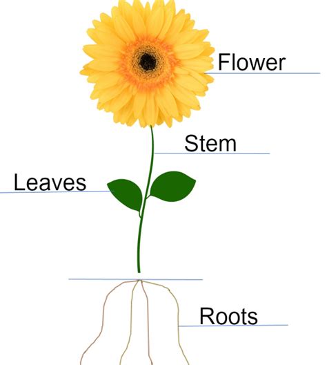 Parts of a Flower: Playful Learning Flower Centers for Preschoolers! | Parts of a flower ...