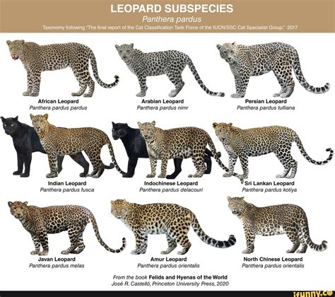 LEOPARD SUBSPECIES Panthera pardus Taxonomy following "The final report ...