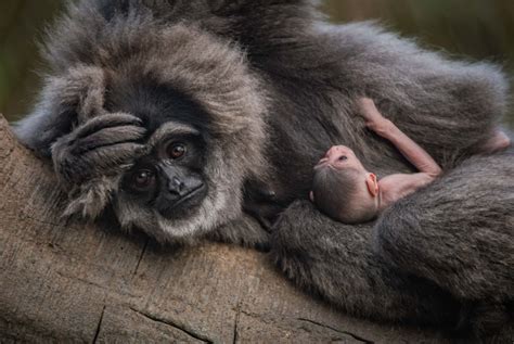 Chester Zoo - ZooBorns