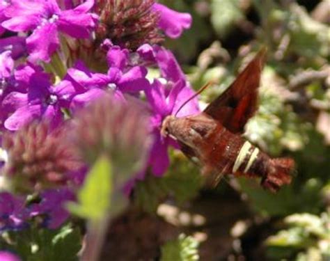 Hummingbird Moth (Hawkmoth) – Pupa | Walter Reeves: The Georgia Gardener