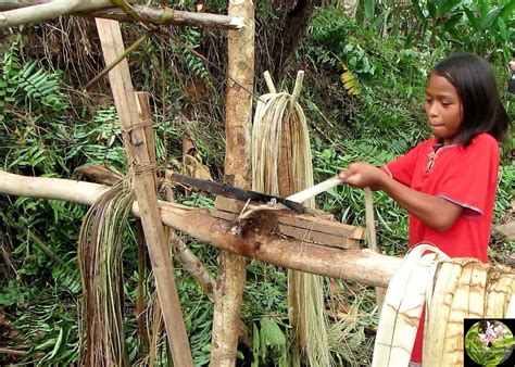 The abaca plant is a species of banana with inedible fruit. It grows ...