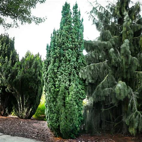 Columnar English Yew Trees For Sale | The Tree Center