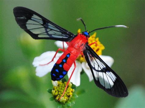 Field Notes and Photos: Scarlet-bodied Wasp Moth