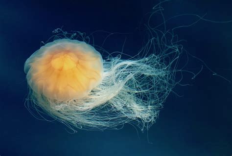 Alaska Magazine | Dive in a Jellyfish Bloom in Alaska