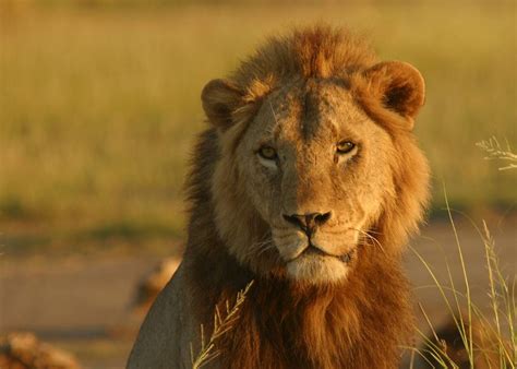 Amboseli National Park, Kenya | Tailor-Made Trips | Audley Travel UK