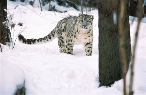 Snow leopard | Habitat, Diet, & Facts | Britannica