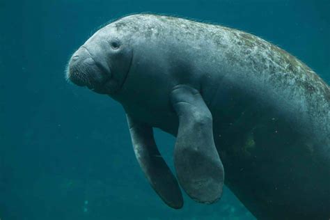 40 Manatee Facts Too Adorable To Miss - Facts.net