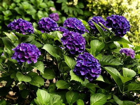 My purple Hydrangeas 2019 Purple Hydrangeas, Bar Stool Covers, My Flower, Flowers, Flower Photos ...