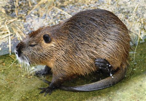 Nutria (Myocastor coypus) | Animals, Animals wild, Wetland