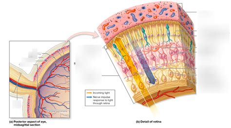 RETINA Diagram | Quizlet