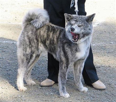 Akita Dog Breed » Information, Pictures, & More