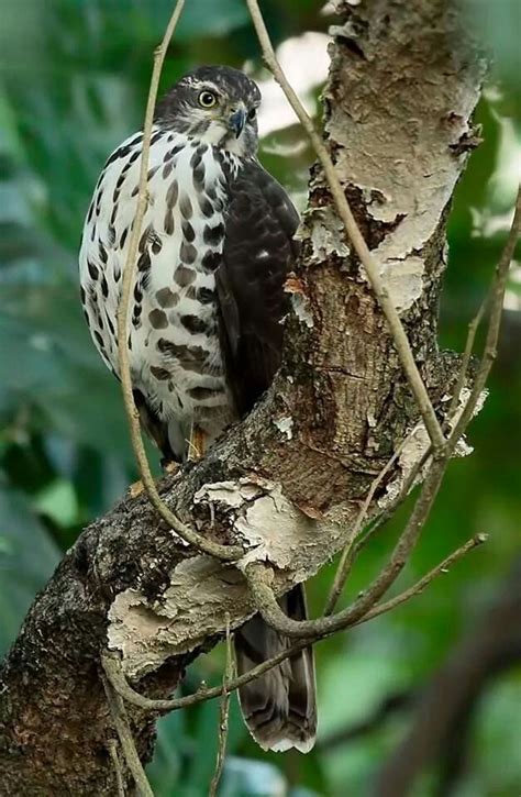 African Goshawk Hunting at the Feeder