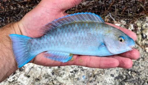 Blue Parrotfish | Mexican Fish.com