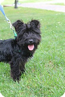 Staunton, VA - Scottie, Scottish Terrier. Meet Kenzie a Pet for Adoption.