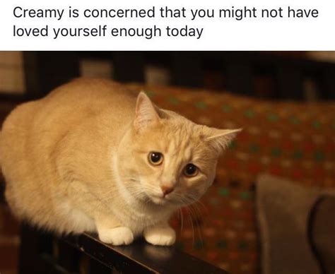 You should love yourself because Creamy loves you | r/wholesomememes | Wholesome Memes | Know ...