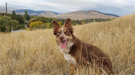 This is Tully. She's 50/50 border collie/acd. She might look more like a border collie but her ...